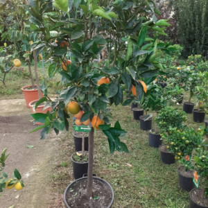 Arancio Citrus Sinensis