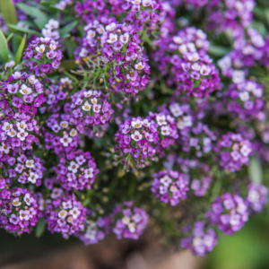 Alisso marittimo (Lobularia maritima)