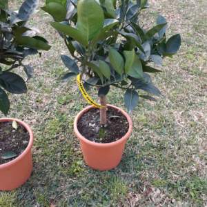 Arancio Sanguinello