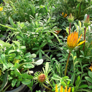 Gazania