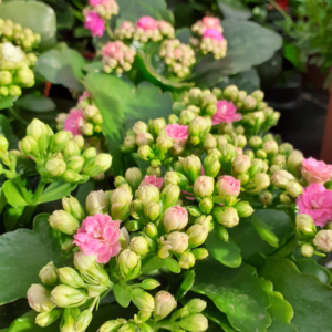 Kalanchoe