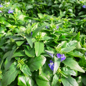 Lobelia