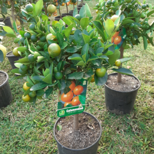 Calamondino (citrus mitis)