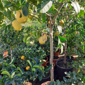 Cedro (citrus medica)