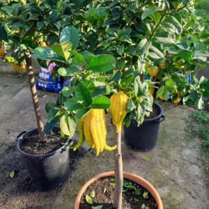 Cedro mano di Budda (citrus medica digitata)