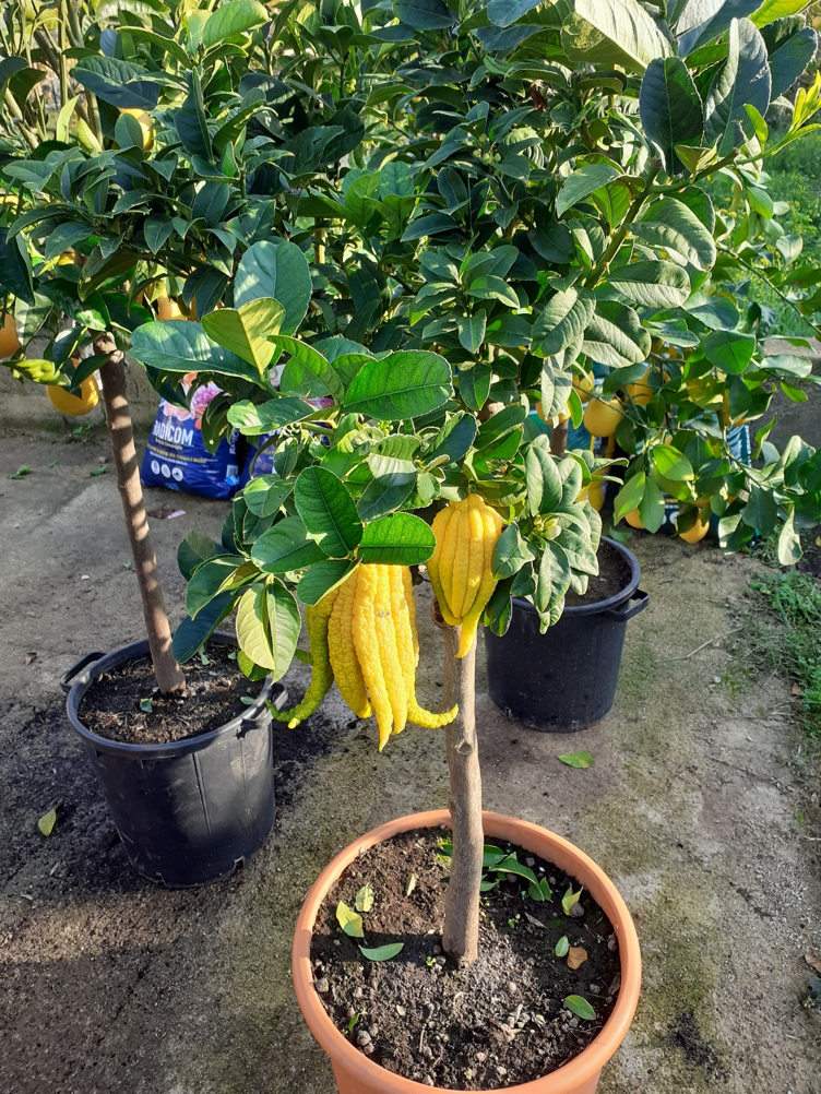 cedromano3