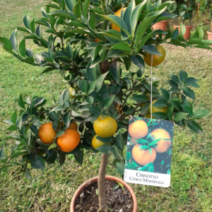 Chinotto (citrus Myrtifilia)