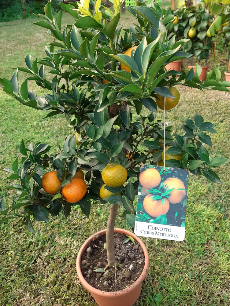 chinotto2