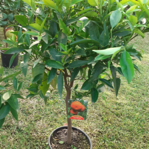 Clementino (Citrus reticulata)
