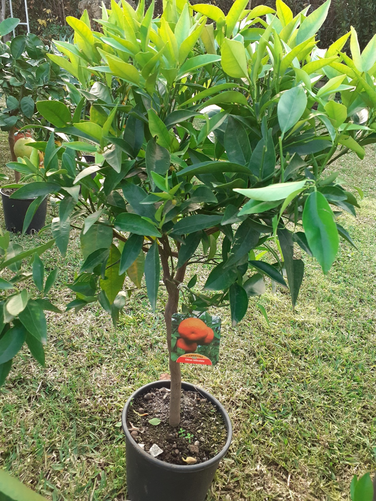 cleme2