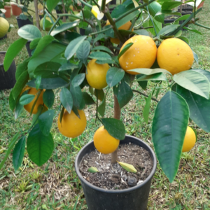 Lemon mayer (citrus Myrtifilia)