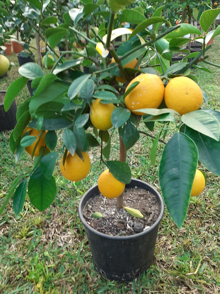 lemonm2