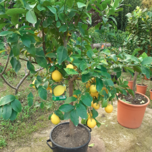 Limone Citrus Limon