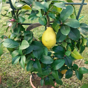 Limone a spalliera (Citrus Limon)