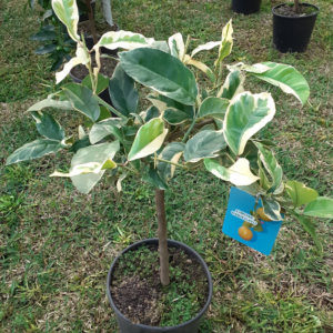 Limone Variegato