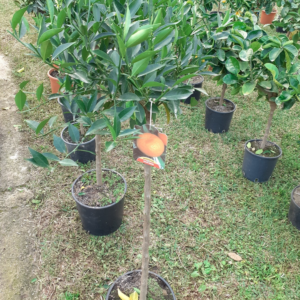 Manderino  citrus nobilis