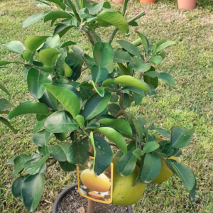 Pompelmo (citrus paradisi)