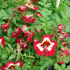 Schizanthus