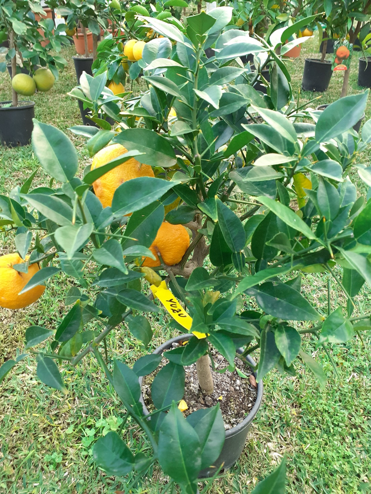 yuzu
