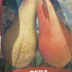 Pera Abate Fetel