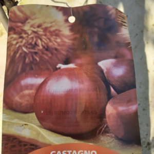 Castanea sativa / Castagno comune