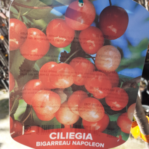 Ciliegia – Bigarreau Napoleon