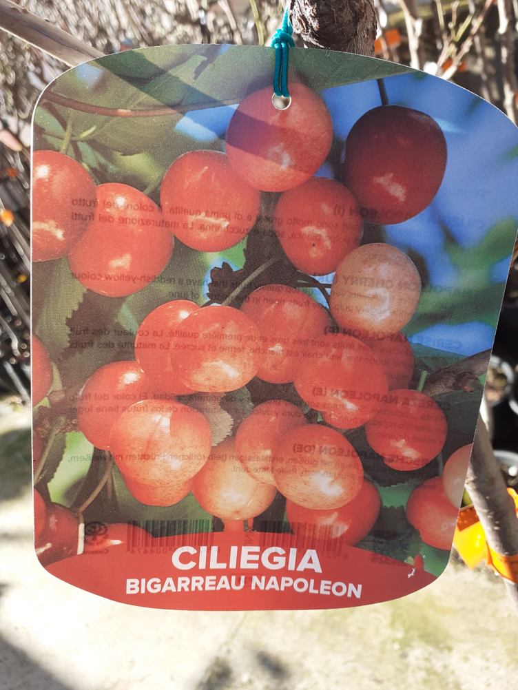 cil3