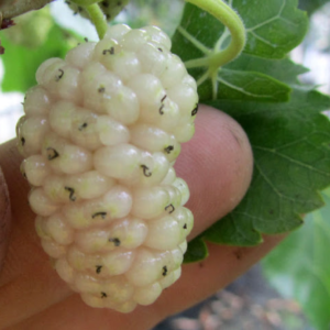 GELSO BIANCO (Morus Alba)