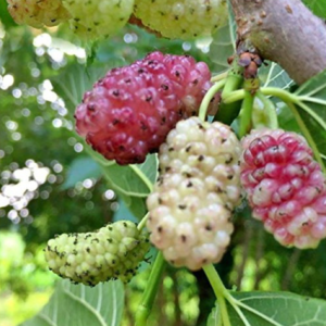 Gelso Sangue e latte (Morus alba)