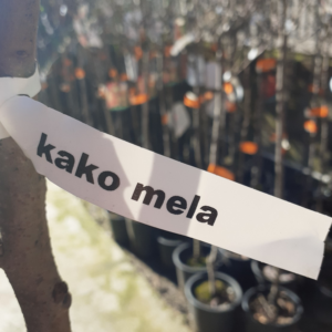 Albero di Kaki Mela