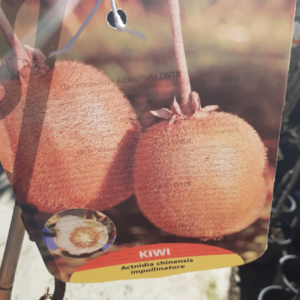 Kiwi (Actinidia Chinensis)
