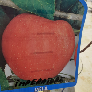 Melo Imperatore (Malus communis)