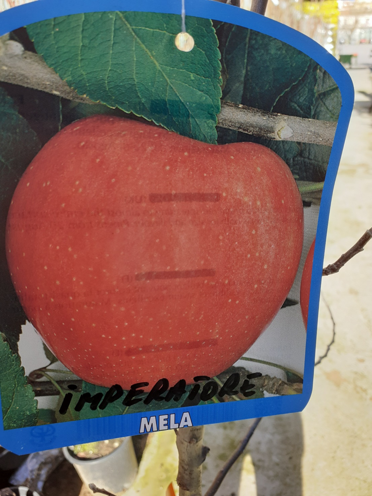 mela