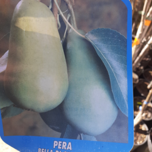 Pero Bella di Giugno (Pyrus communis)