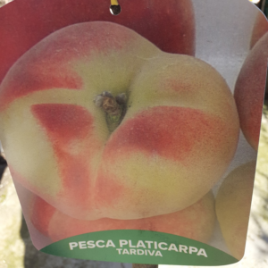 Pesche Platicarpa Polpa Bianca – Tardiva
