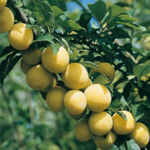 Susino Regina Claudia Gialla (Prunus domestica)