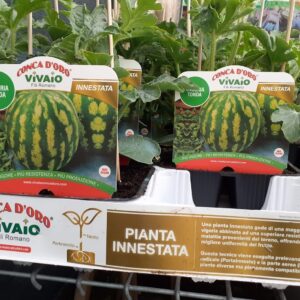 Anguria tonda innestata