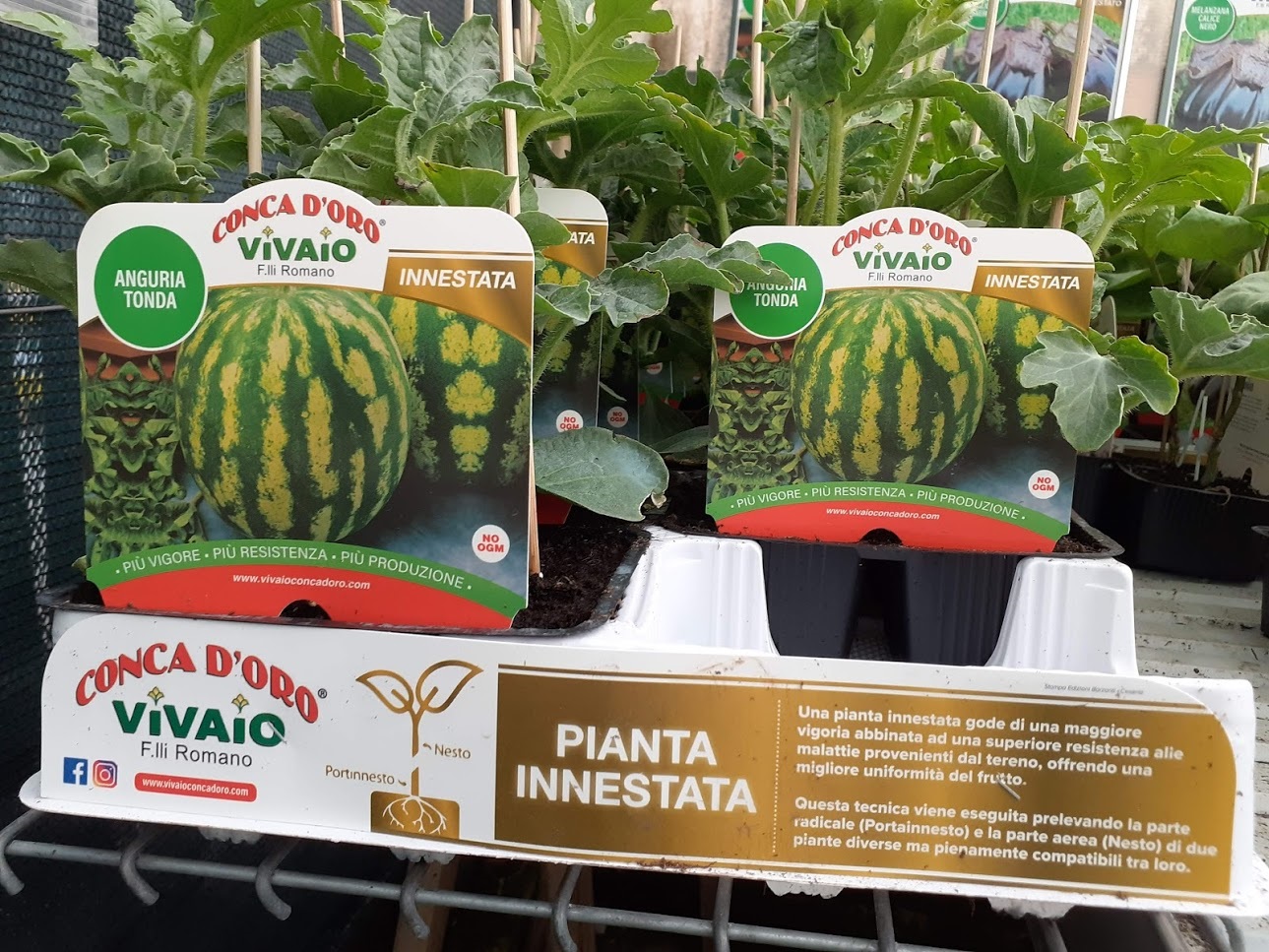 anguria tonda innestata