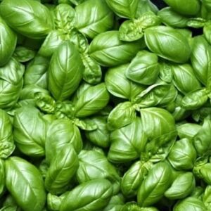 Basilico italiano classico