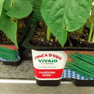 Fagiolino nano