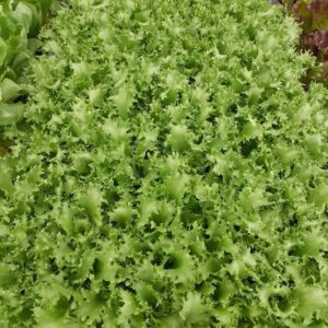 Indivia riccia