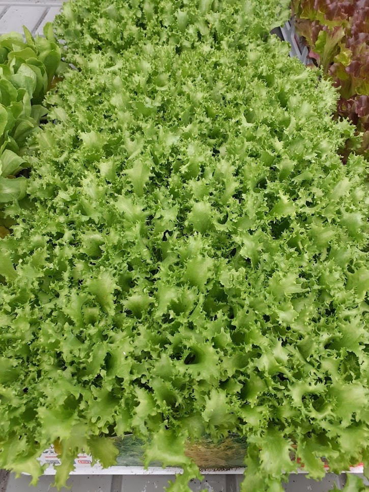 indivia riccia