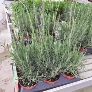 Lavanda
