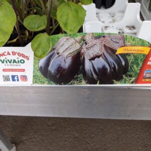 Melanzana calice nero