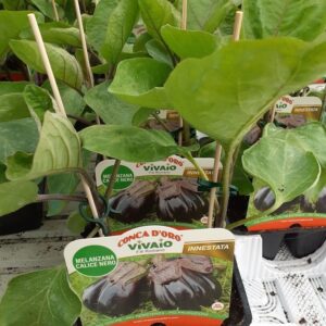 Melanzana calice nero innestata