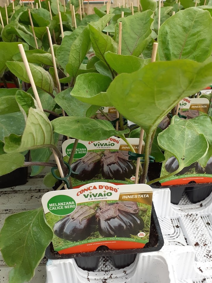 melenzana calice nero innestata