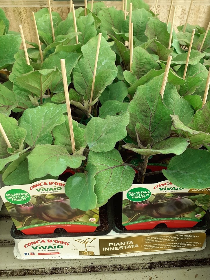 melenzana violetta di firenze innestata