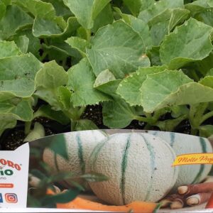 Melone cantalupo