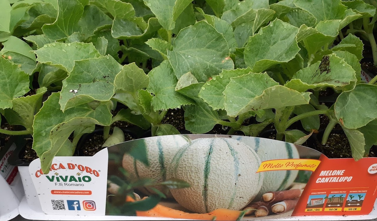 melone cantalupo