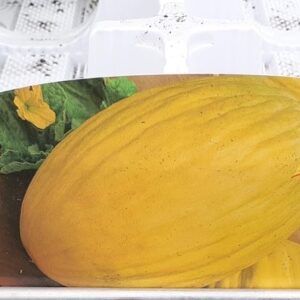 Melone giallo